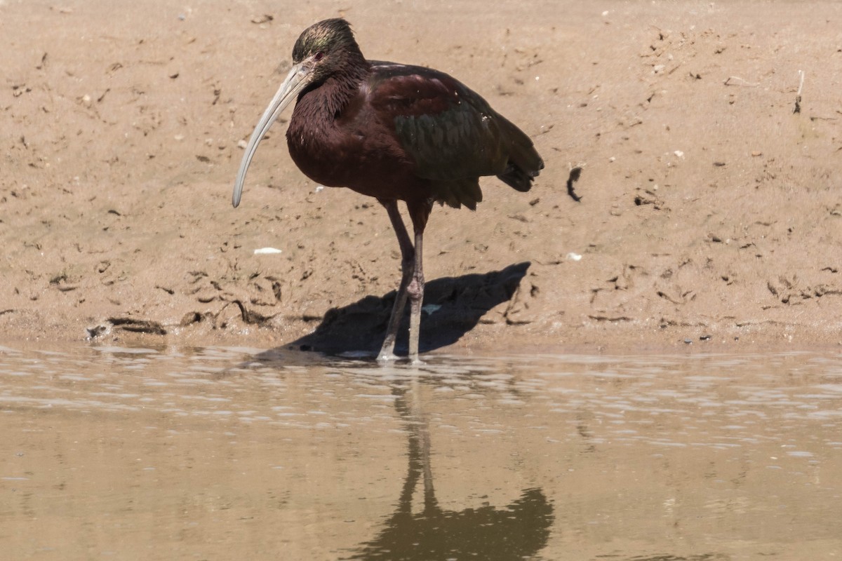 ibis hnědý x americký (hybrid) - ML53638921