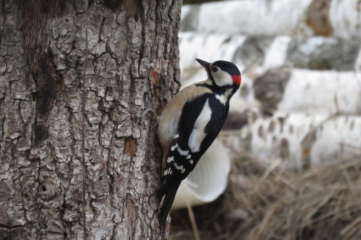 Great Spotted Woodpecker - ML536389291