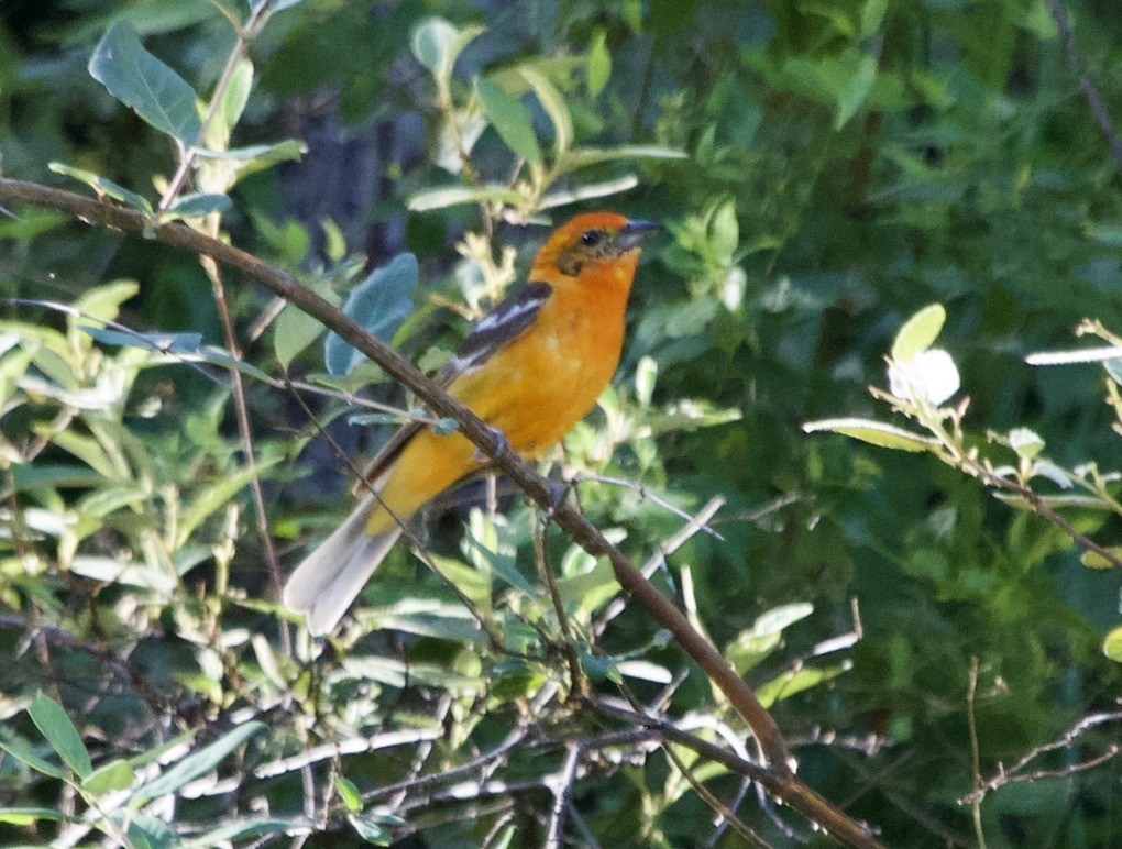 Flame-colored Tanager - ML536389441