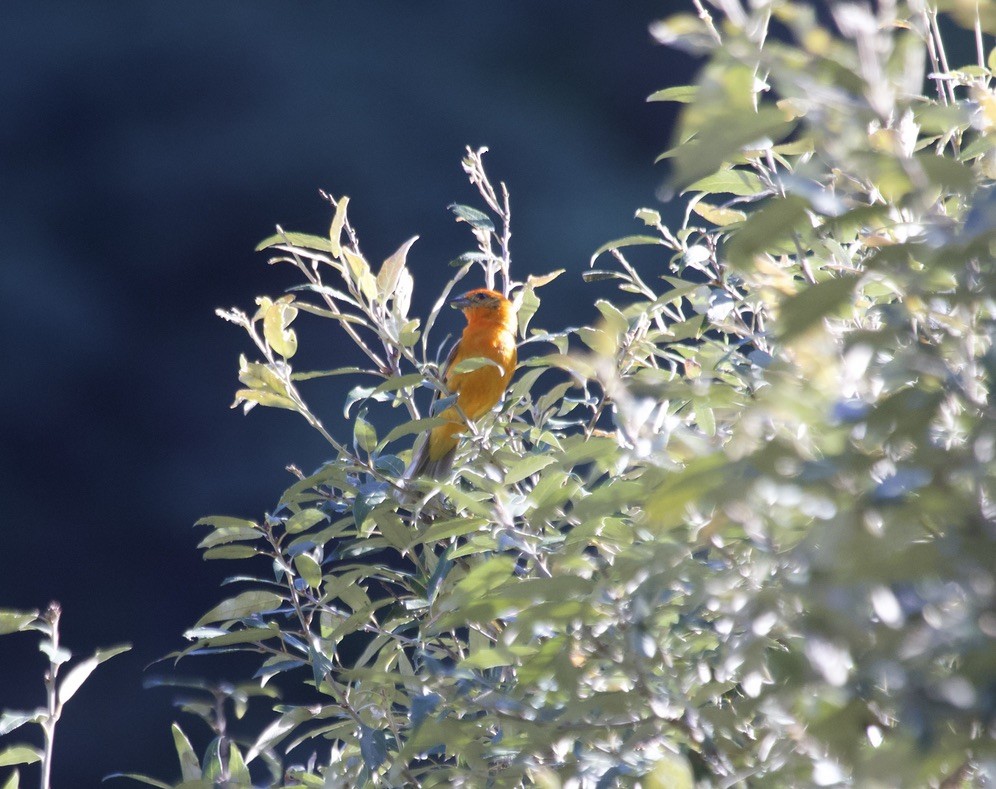 Flame-colored Tanager - ML536389451