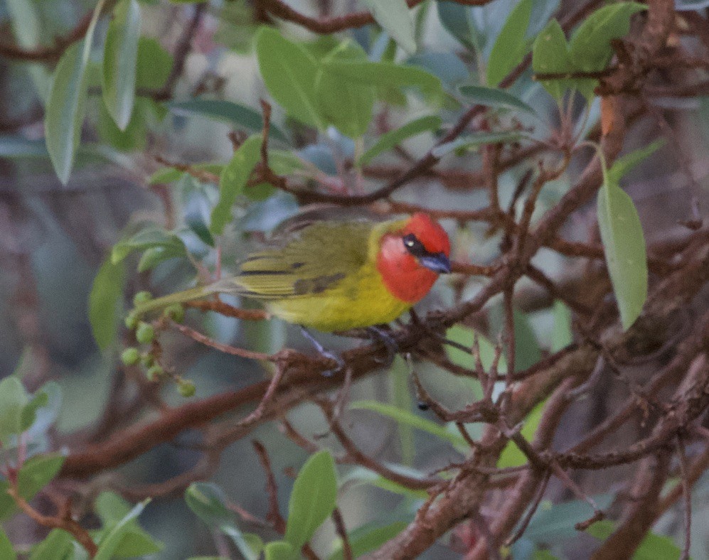 Red-headed Tanager - ML536389481