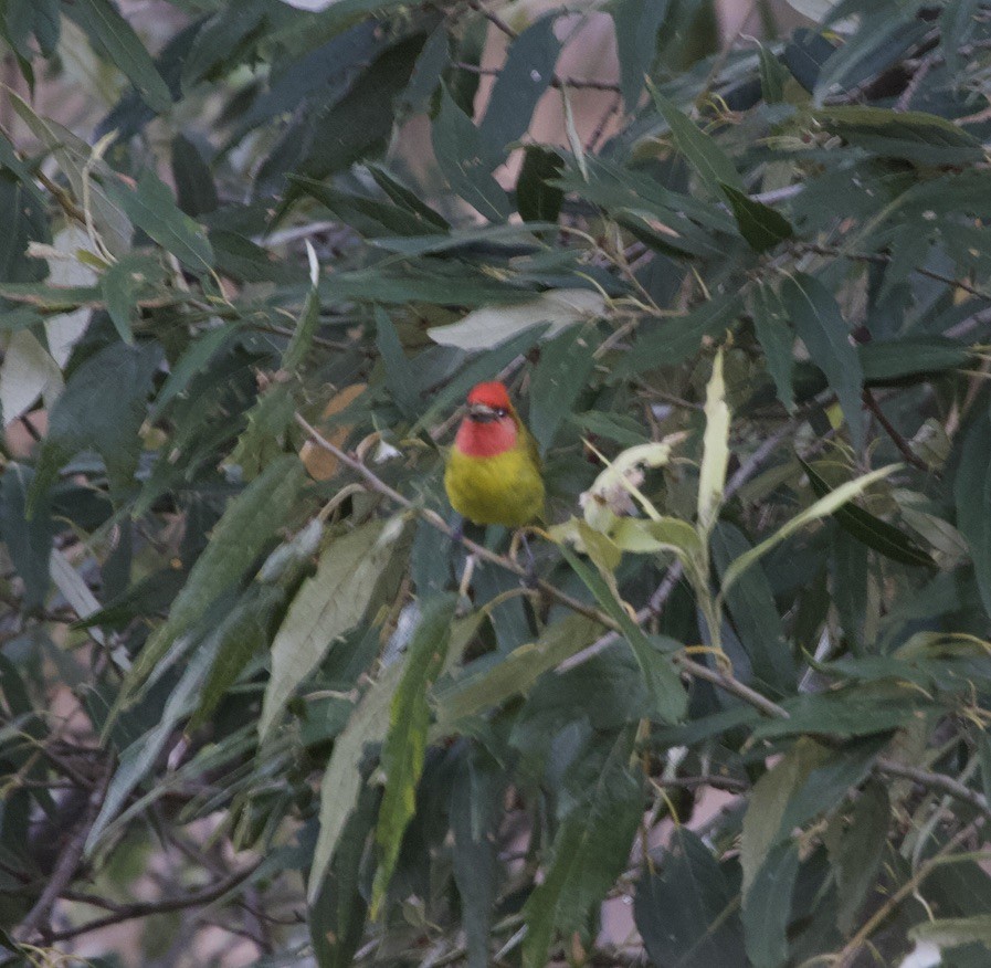 Red-headed Tanager - ML536389521