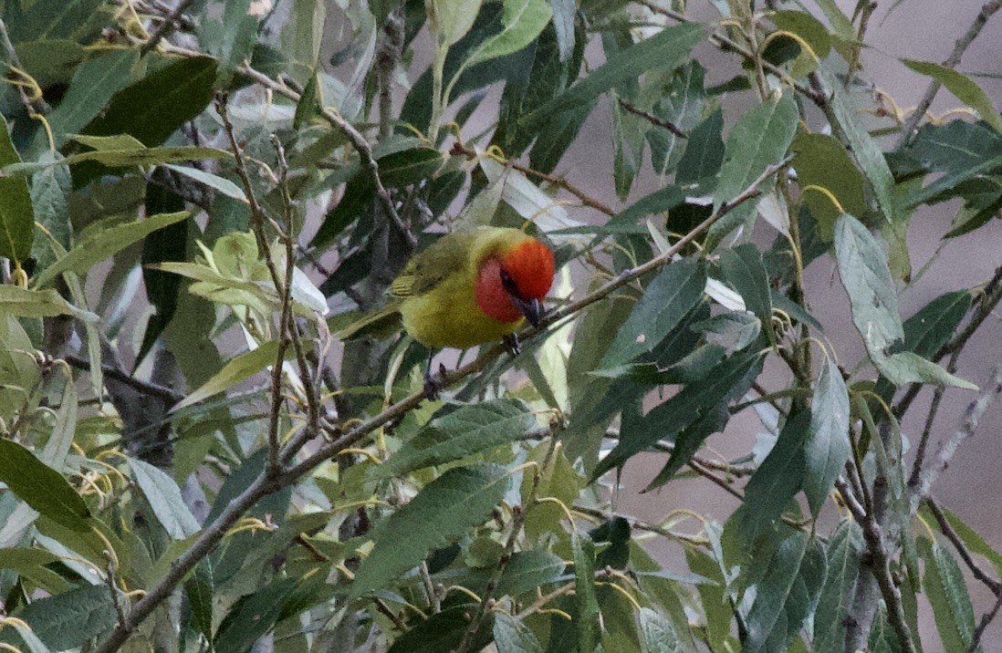 Red-headed Tanager - ML536389551