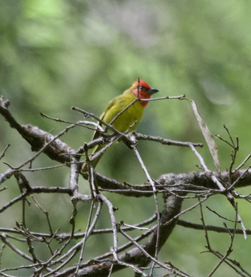 Piranga érythrocéphale - ML536389591