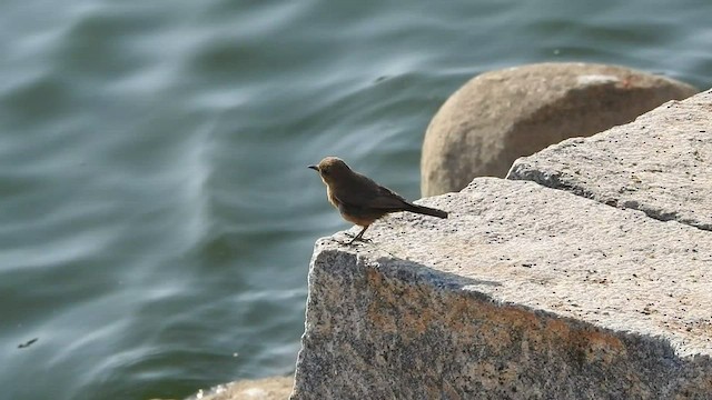 Brown Rock Chat - ML536390281