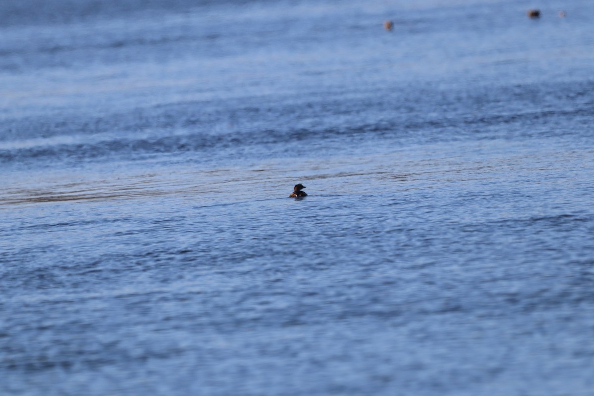Pied-billed Grebe - ML536390741