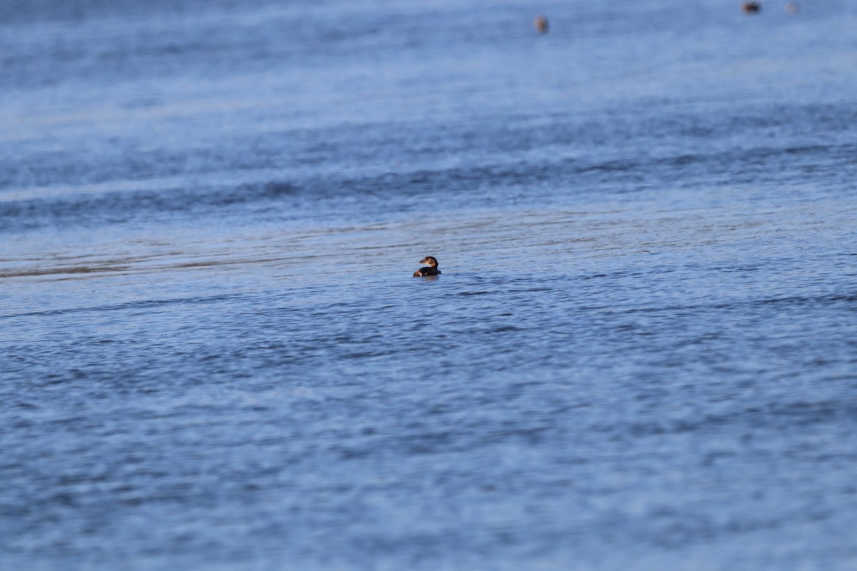 Pied-billed Grebe - ML536390761