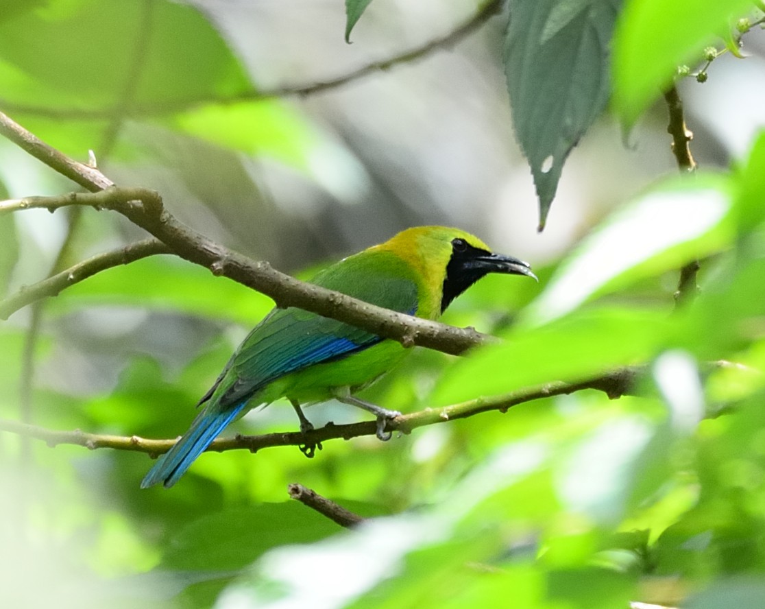 Blue-winged Leafbird - ML536391831