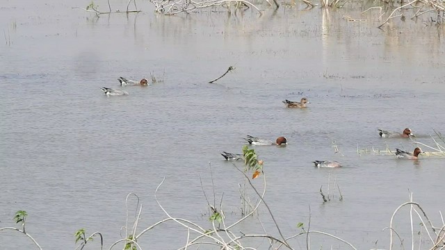 Eurasian Wigeon - ML536392141