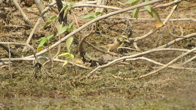 Streaked Weaver - ML536392501