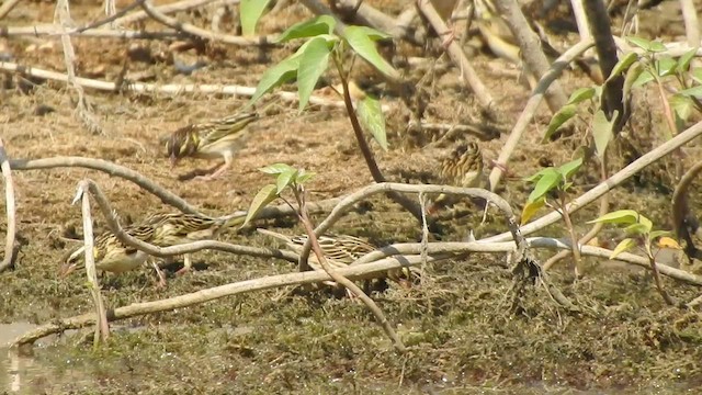 コウヨウジャク - ML536392511