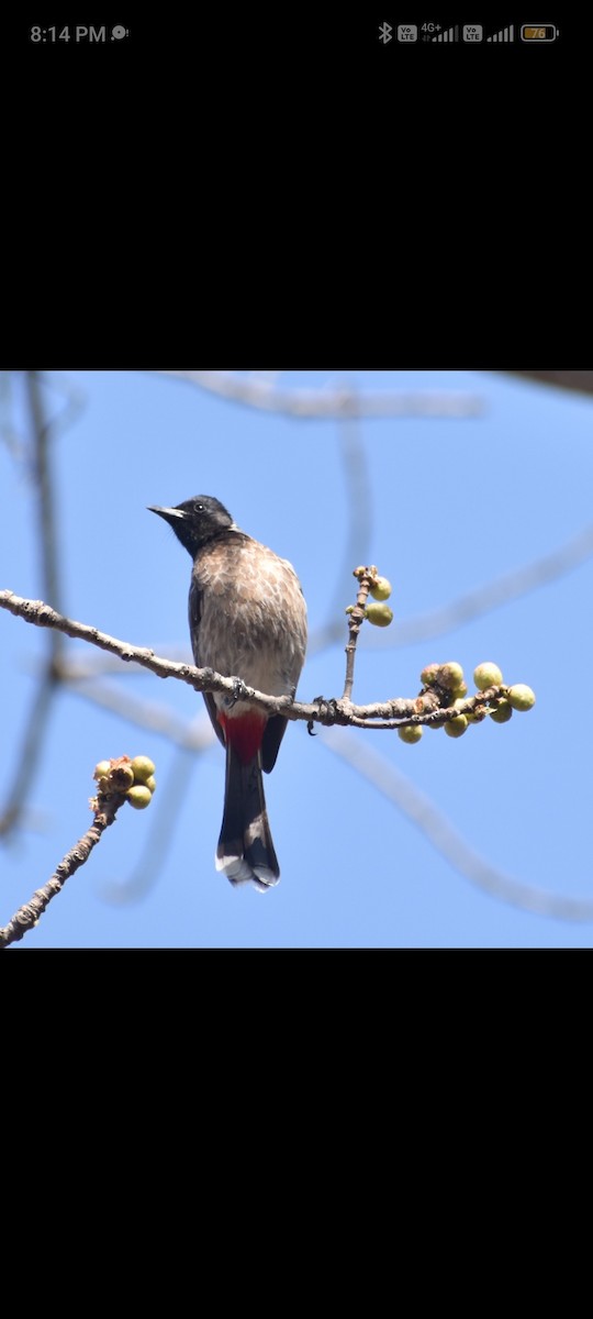 Red-vented Bulbul - ML536395761