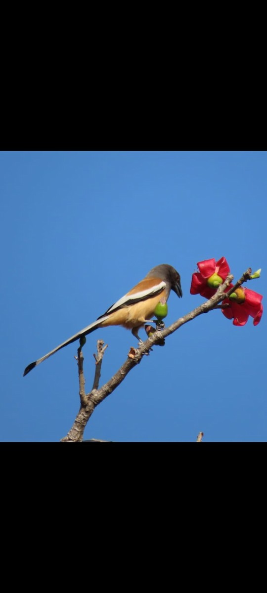 Rufous Treepie - ML536395871