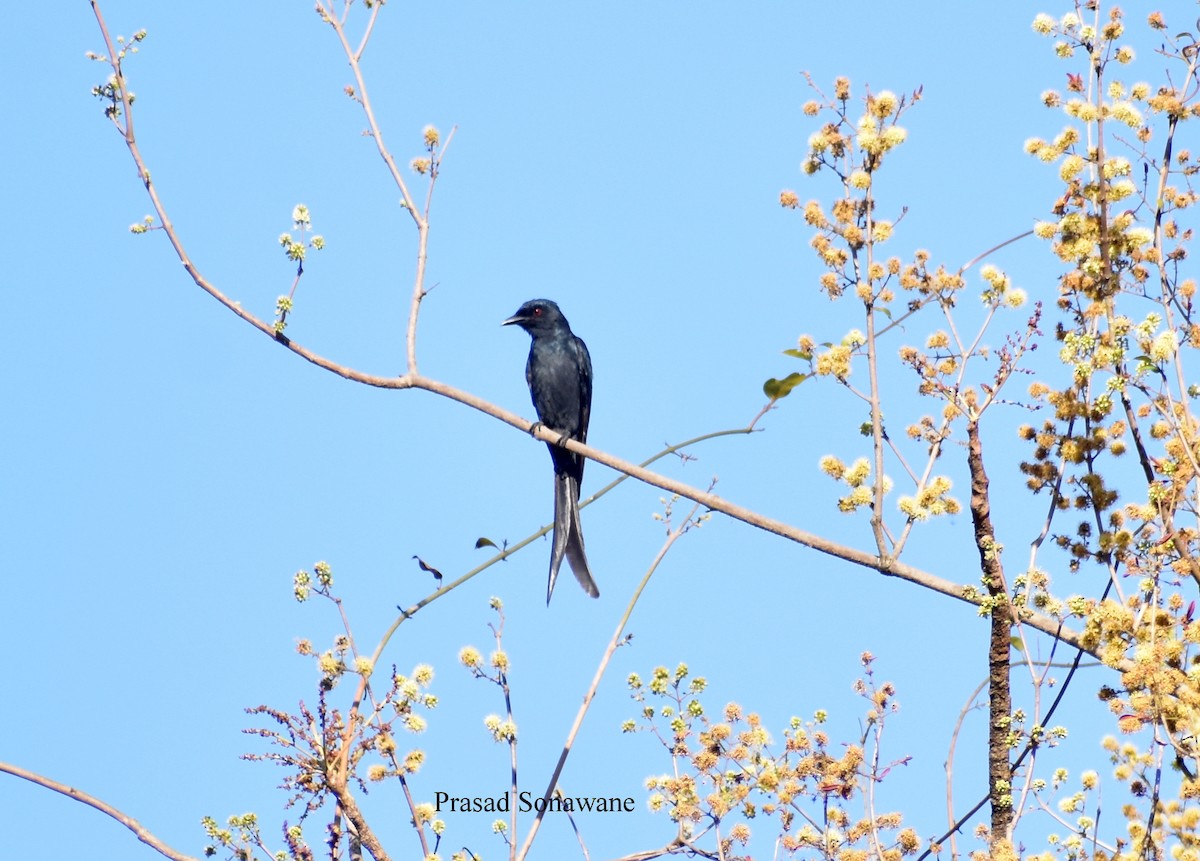 Kül Rengi Drongo - ML536395961