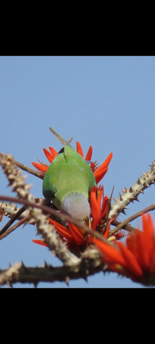 Plum-headed Parakeet - Prasad Sonawane