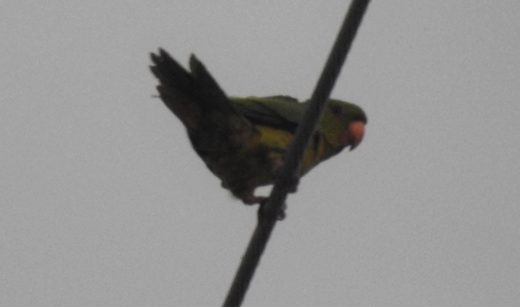 Green Parakeet - ML536397211