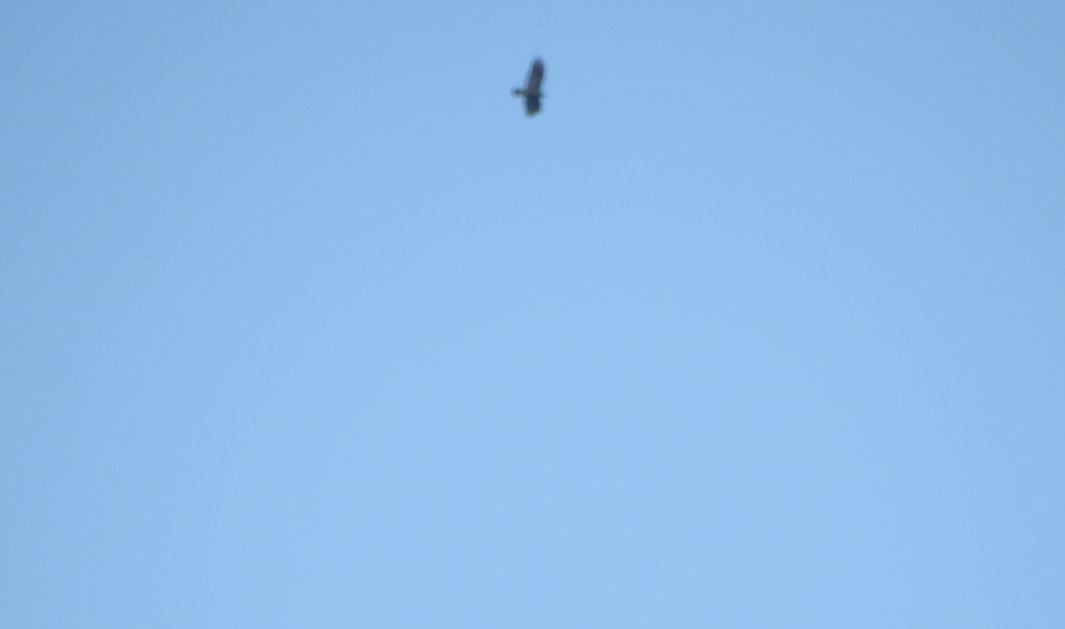 Zone-tailed Hawk - ML536397321