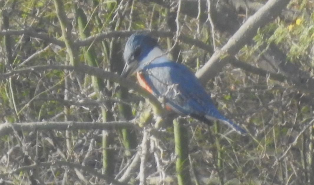 Ringed Kingfisher - ML536397351