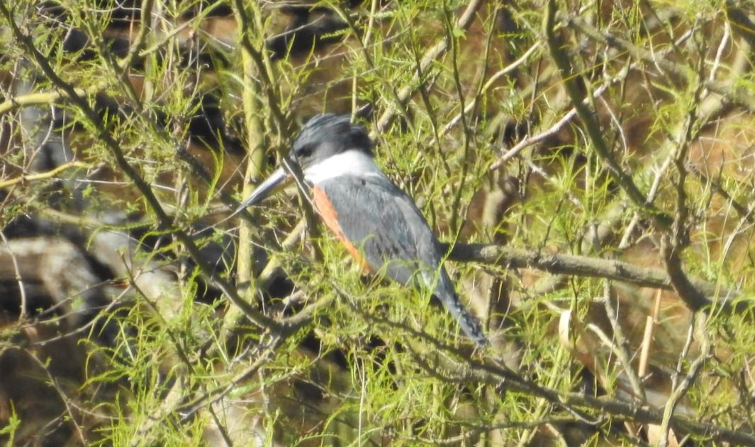 Ringed Kingfisher - ML536397371