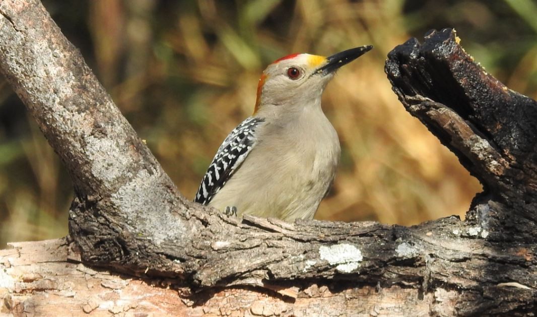 Golden-fronted Woodpecker - ML536397461