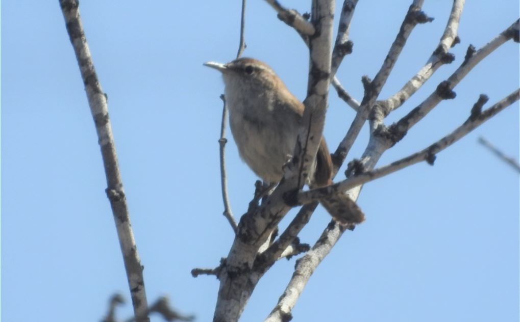 Bewick's Wren - ML536397531