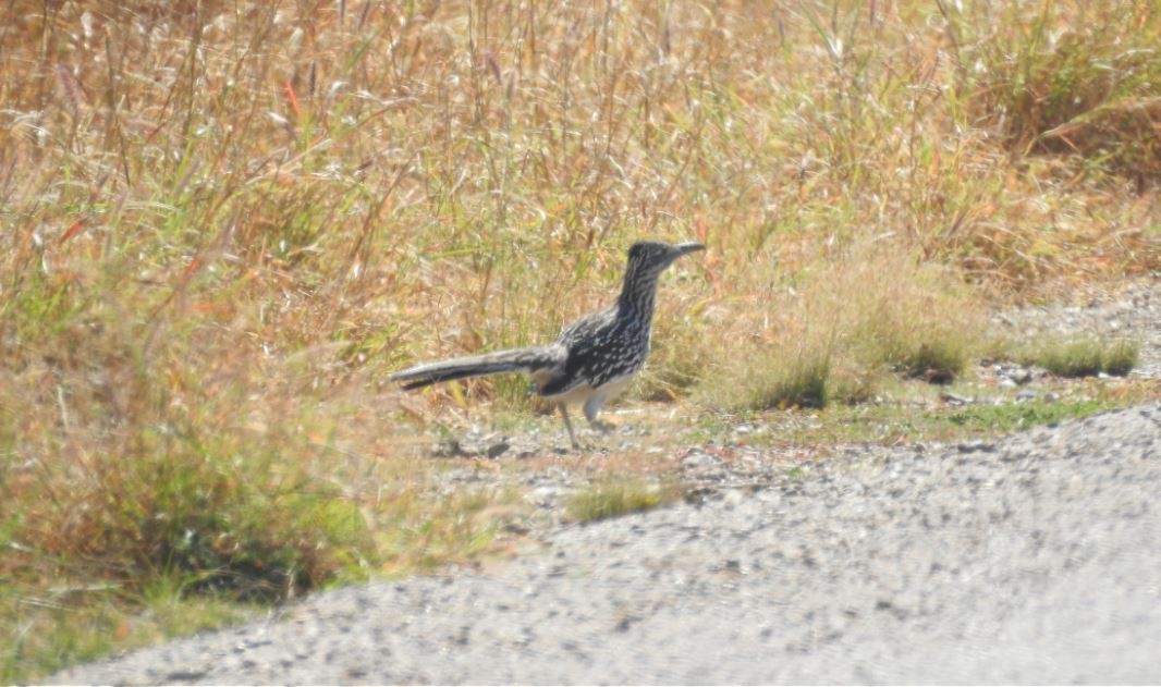Greater Roadrunner - ML536397651