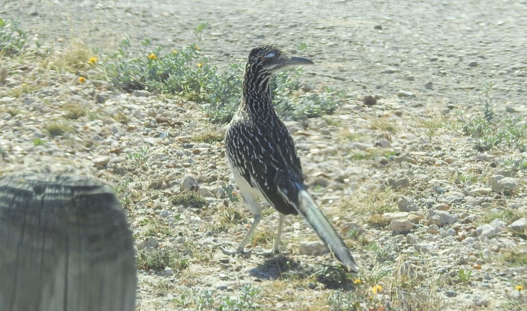 Greater Roadrunner - ML536397741
