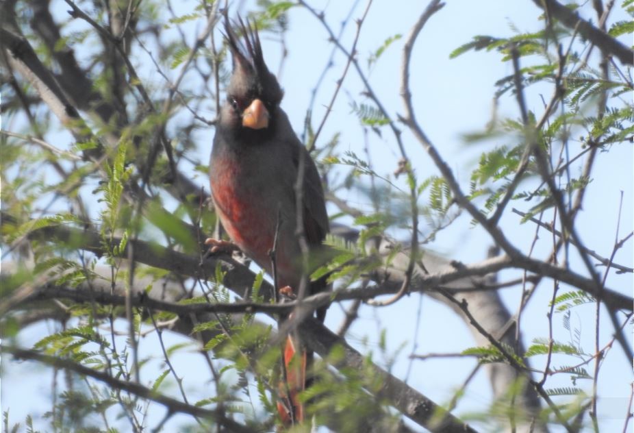 Pyrrhuloxia - ML536397941