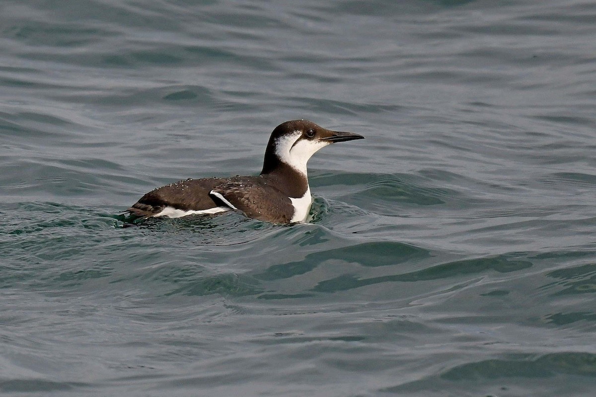 Common Murre - ML536398561