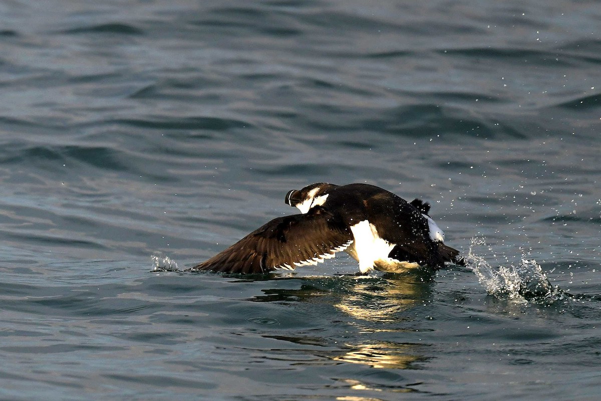 Razorbill - ML536398601