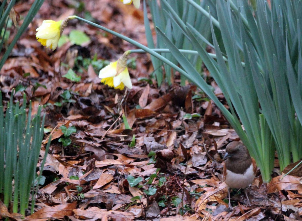 Eastern Towhee - ML536398621