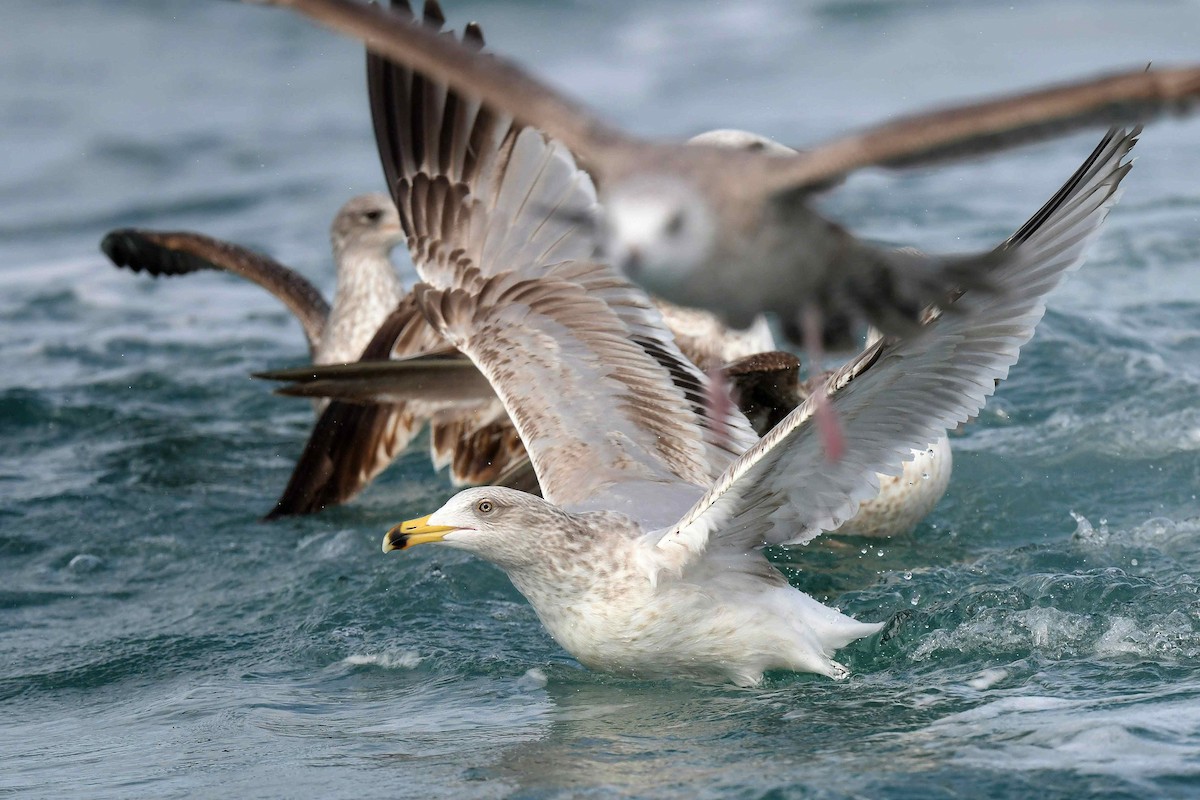 American Herring Gull - ML536398741