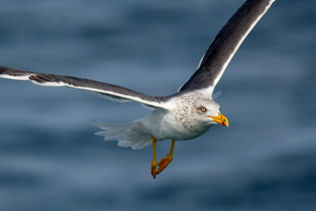 Бэсрэг цахлай - ML536398951