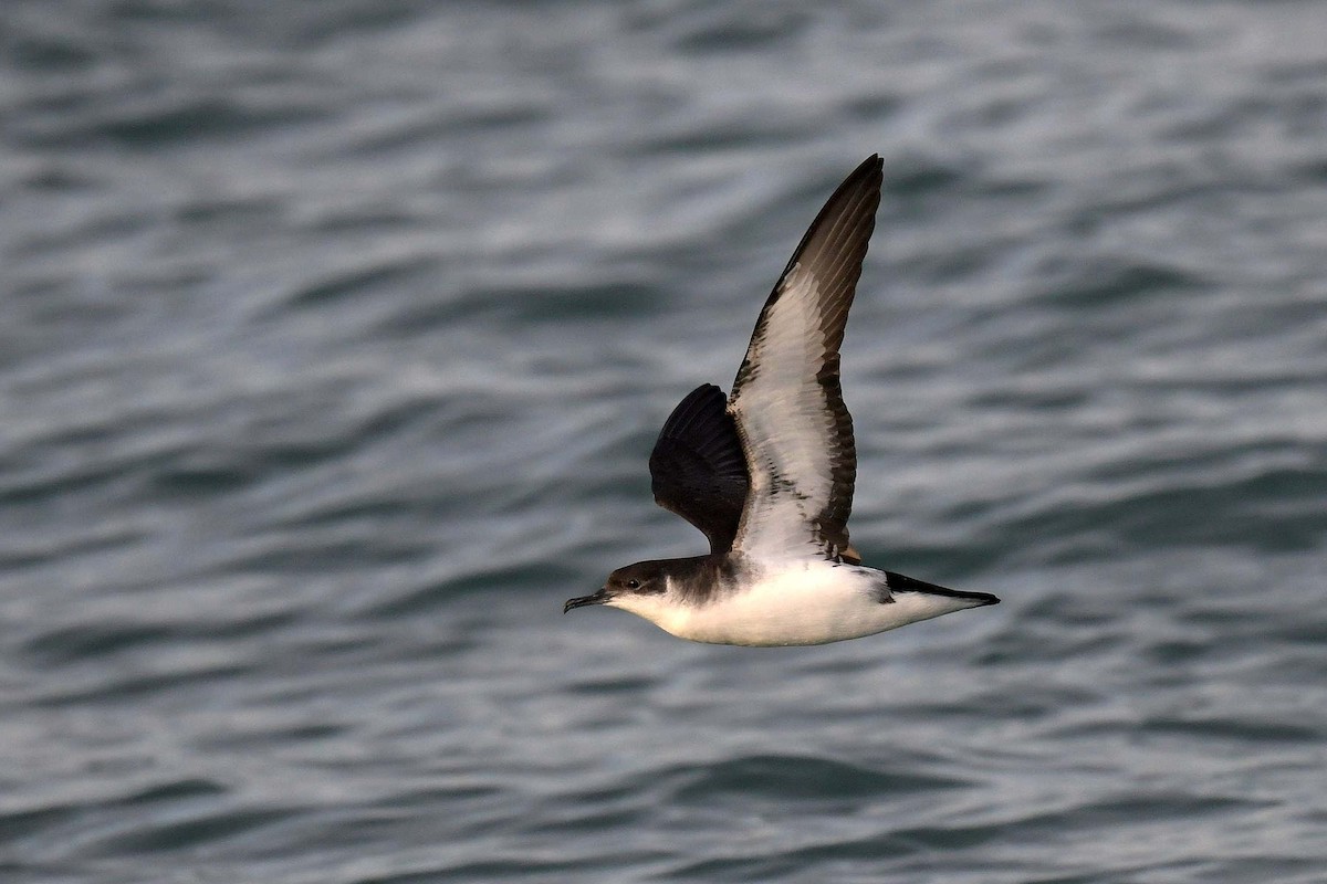 Manx Shearwater - ML536399061