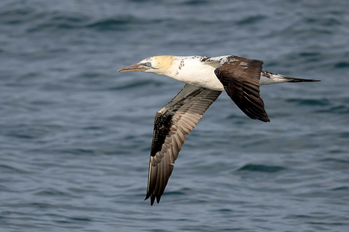 Northern Gannet - ML536399121