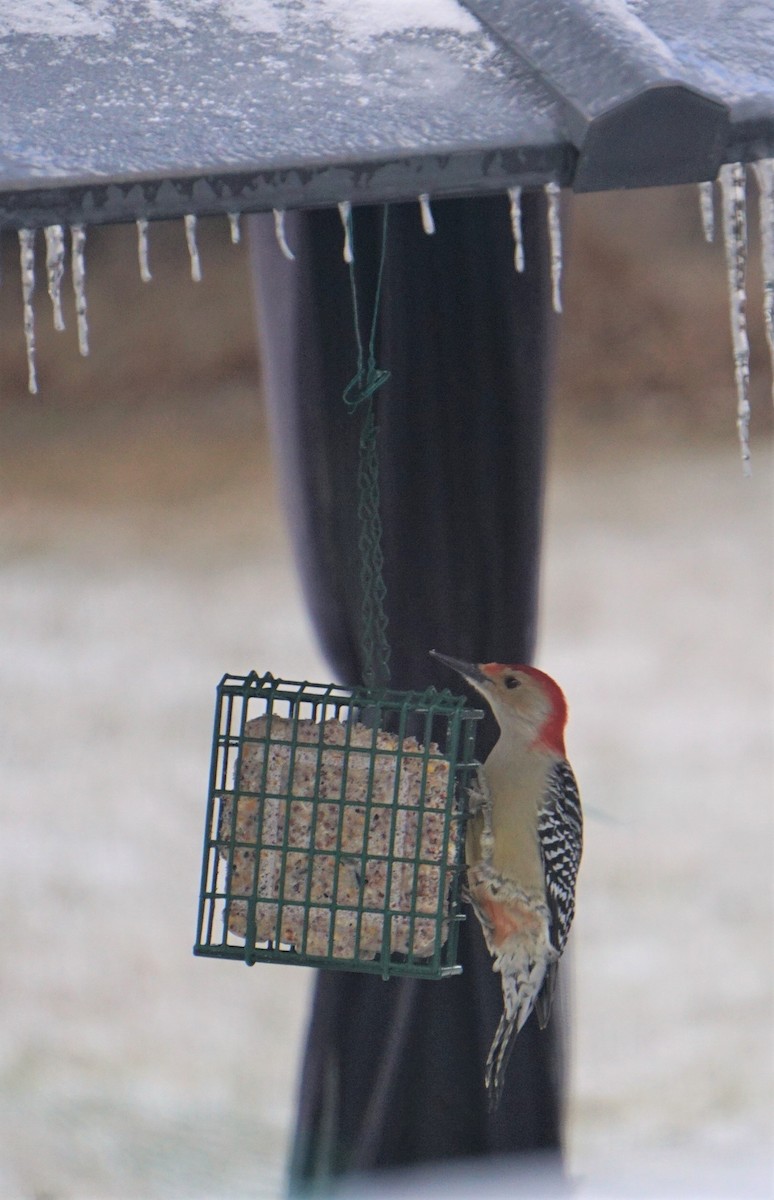 Red-bellied Woodpecker - ML536399331