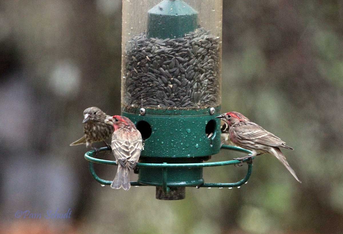 House Finch (Common) - ML536400241