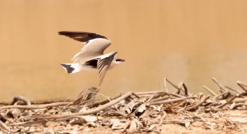 Small Pratincole - ML536400431