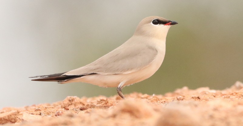 Small Pratincole - Kris Webb