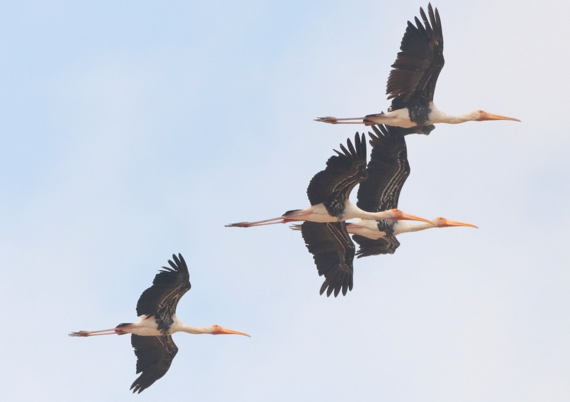 Painted Stork - Kris Webb