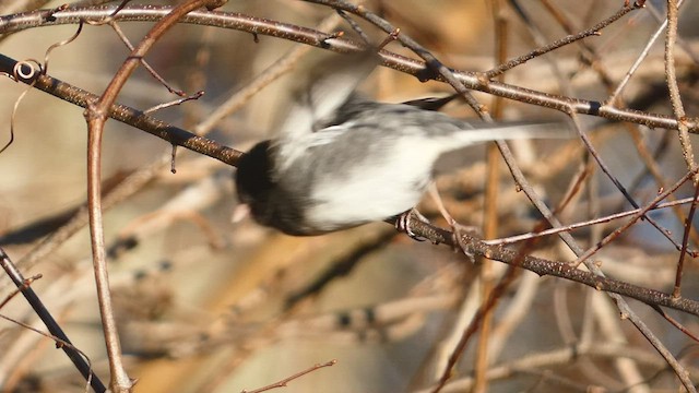 Junco ardoisé (hyemalis/carolinensis) - ML536401141