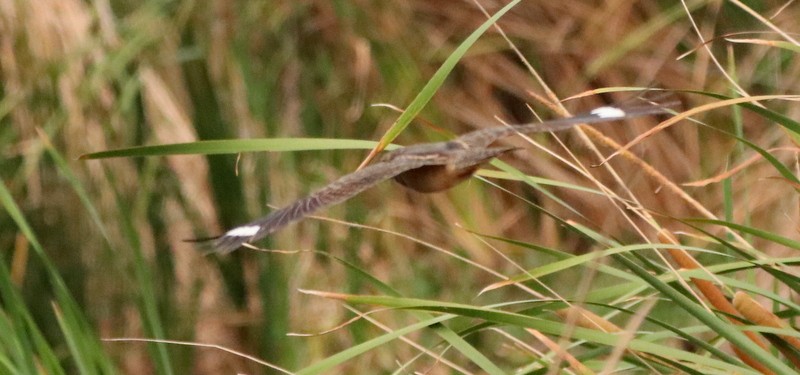 Savanna Nightjar - Kris Webb