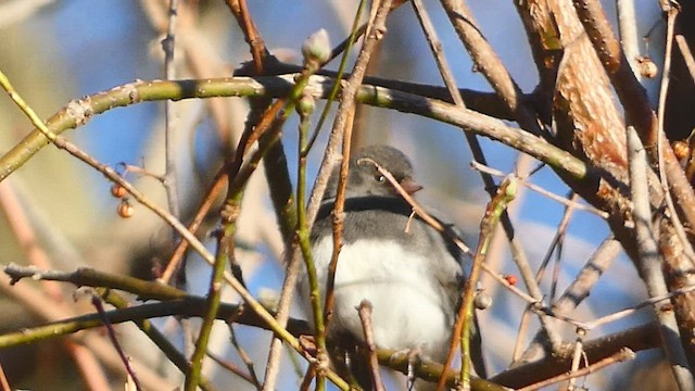 Junco ardoisé (hyemalis/carolinensis) - ML536401231