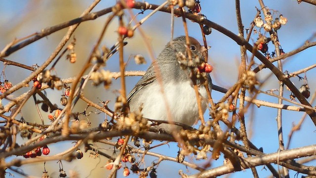 Junco ardoisé (hyemalis/carolinensis) - ML536401241