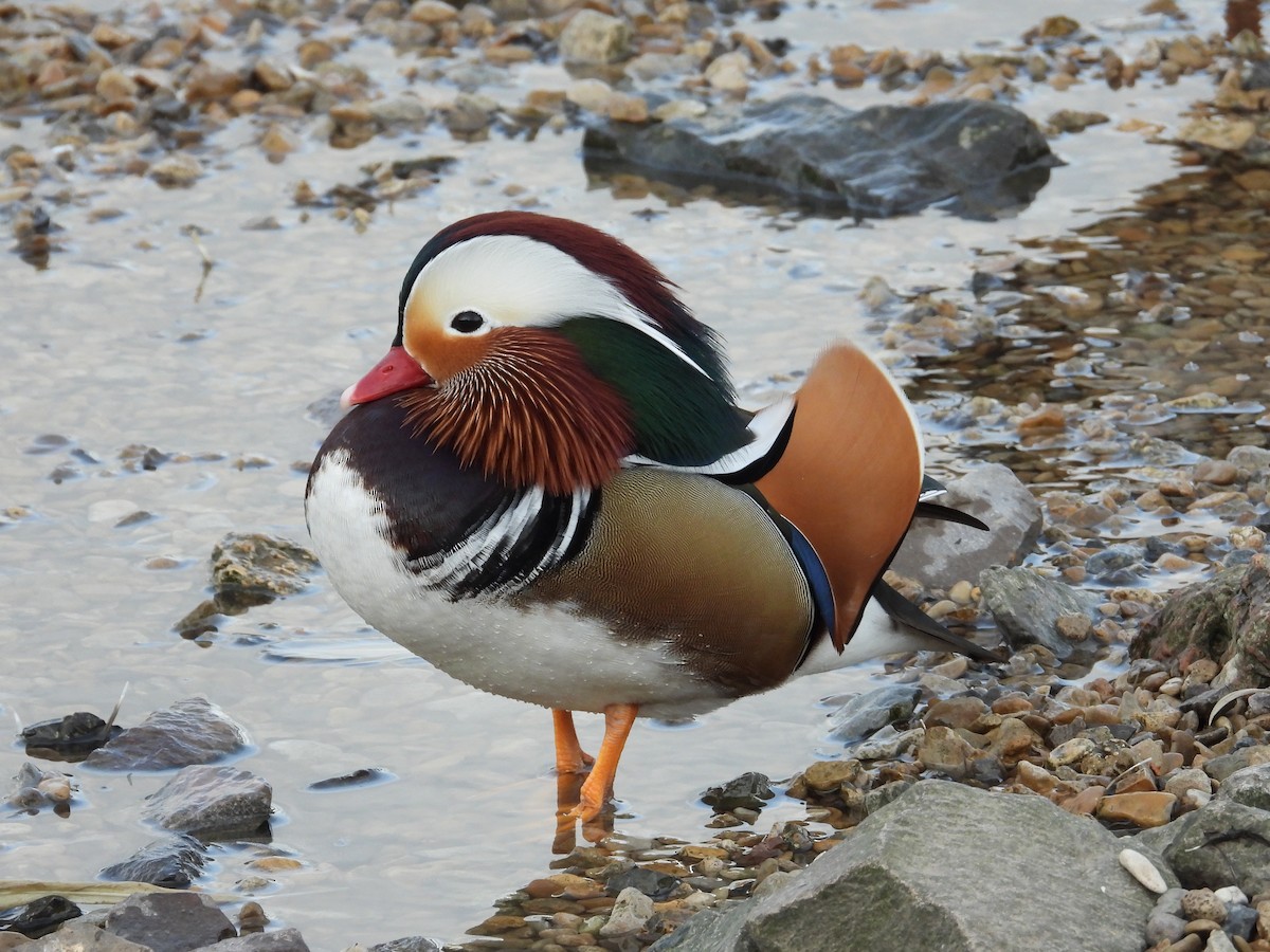 Mandarin Duck - ML536402721