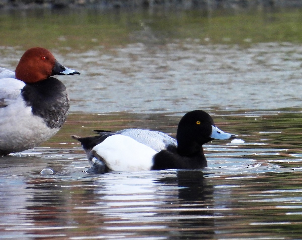 Greater Scaup - ML536402921