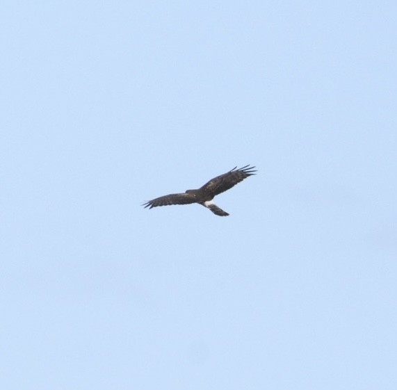 Northern Harrier - ML536403031