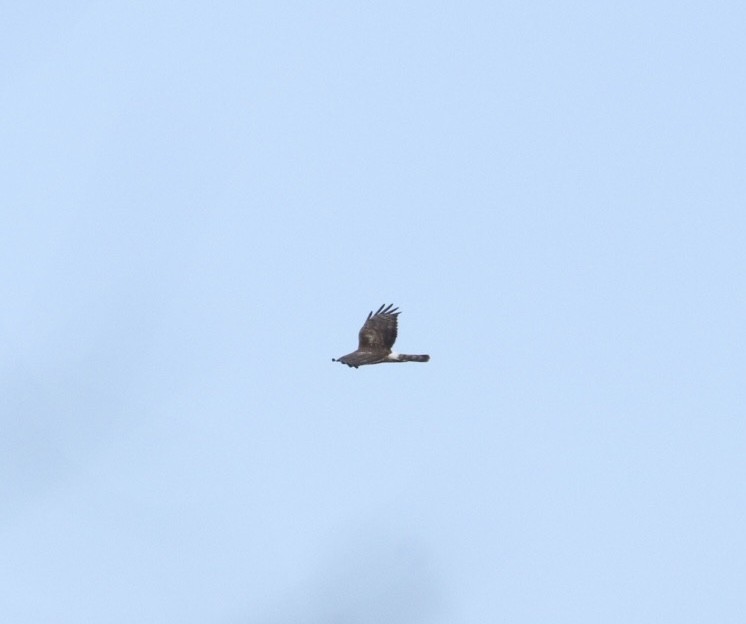 Northern Harrier - ML536403041