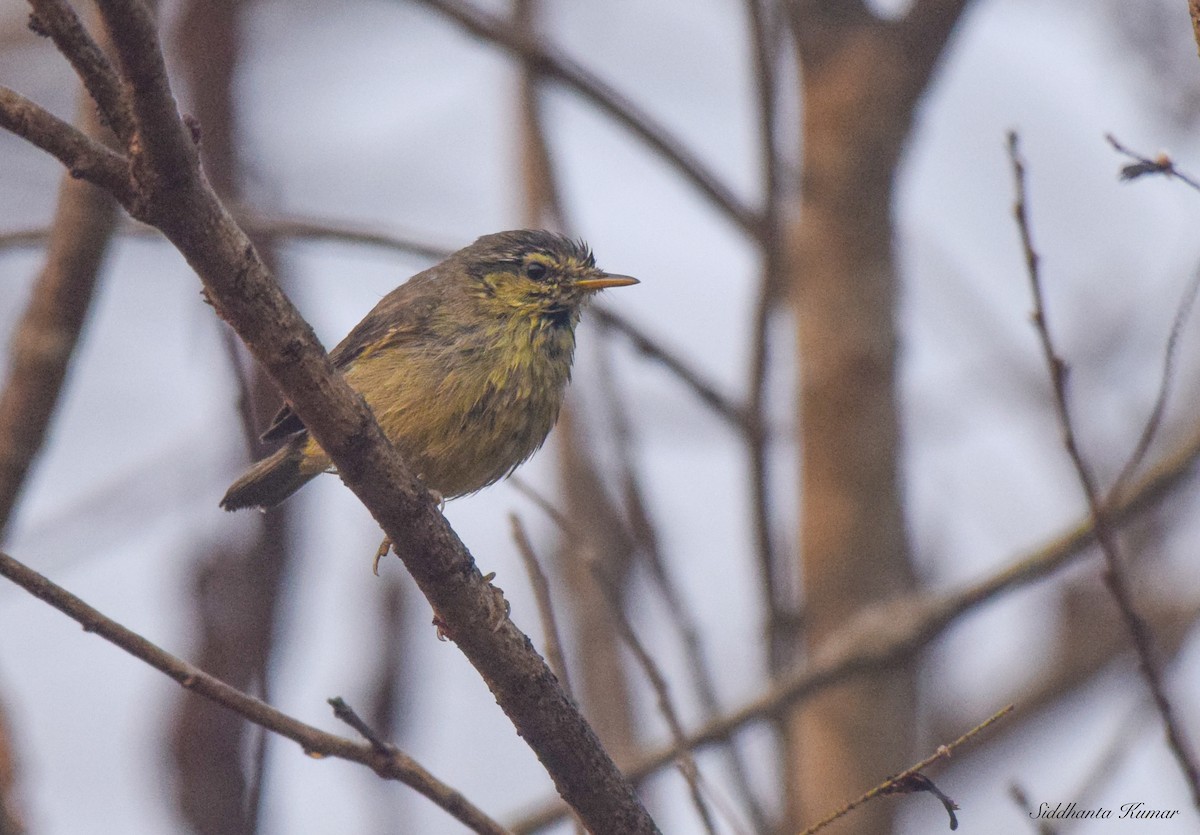 Sulphur-bellied Warbler - ML536404901