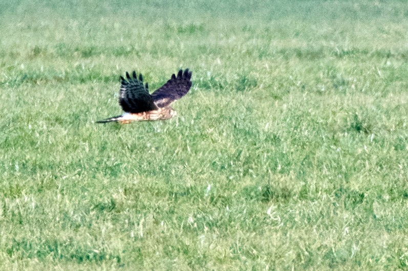 Hen Harrier - ML536405451